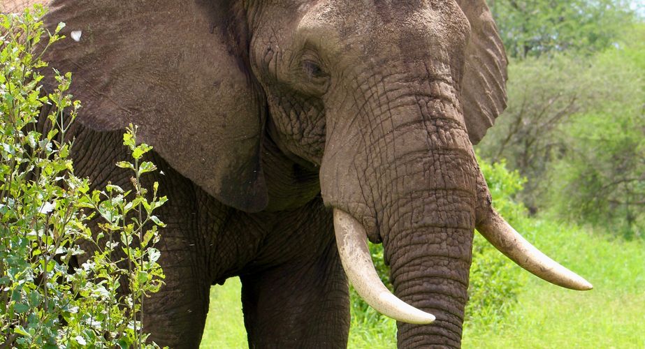 Groepsreizen Tanzania olifanten